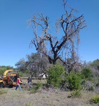 removing a large dead tree